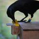 A New Caledonian crow inserts a card tool into food dispenser.
